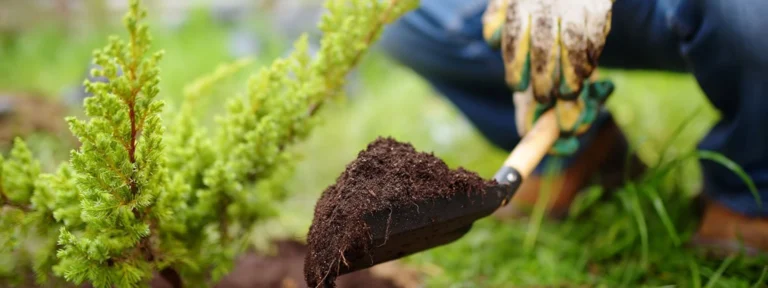 Tree & Shrub Planting