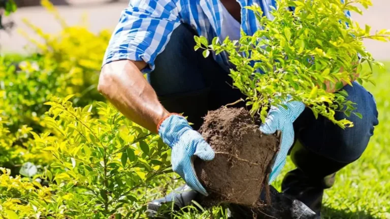 Tree & Shrub Planting